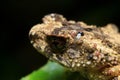 Black speckled brown frog Royalty Free Stock Photo