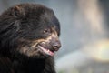 a black spectacled bear with opened mouth