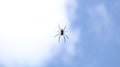 Black spider against the background of the sky Royalty Free Stock Photo