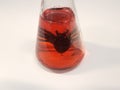 Black spider in red liquid in glass container on table Royalty Free Stock Photo