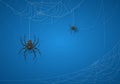 Black Spider on Blue Halloween Background