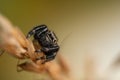 Black spider Evarcha arcuata, jumping spider.