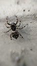 A black spider is eyeing its prey Royalty Free Stock Photo