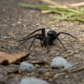 Black Spider On The Ground Royalty Free Stock Photo
