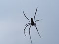 BLACK SPIDER LEARN HOW TO FLYING HIGH Royalty Free Stock Photo