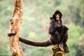 Black spider monkey alone portrait, with open mouth and long tail Royalty Free Stock Photo