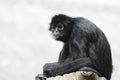 Black Spider Monkey ( Ateles paniscus) Royalty Free Stock Photo