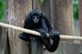 Black spider monkey perched on a rope in a zoo in a daylight Royalty Free Stock Photo