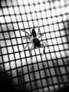 Black spider