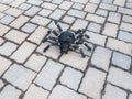Black spider on rectangle stone tile bricks on ground Royalty Free Stock Photo
