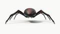 Black spider with red skin details. suitable for horror, halloween, arachnid and insect themes.