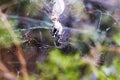 A black spider repairs its damaged spider web Royalty Free Stock Photo