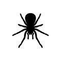 Black spider silhouette, close-up spider, scary big spider isolated on white, poisonous isect , arachnophobia background, spider Royalty Free Stock Photo