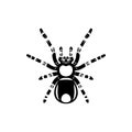 Black spider silhouette, close-up spider, scary big spider isolated on white, poisonous isect , arachnophobia background, spider Royalty Free Stock Photo