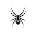 Black spider silhouette, close-up spider, scary big spider isolated on white, poisonous isect , arachnophobia background, spider Royalty Free Stock Photo