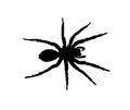 Black spider silhouette vector illustration on white background Royalty Free Stock Photo