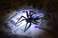 Black spider sits on banknotes in black and white tones