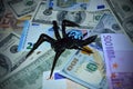 Black spider sits on dollar and euro banknotes