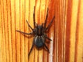 Black spider sits on a wooden surface. Arthropod.