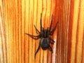 Black spider sits on a wooden surface. Arthropod.