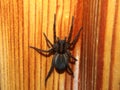 Black spider sits on a wooden surface. Arthropod.