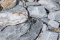 Black spider sitting on stones in the sun, Austria Royalty Free Stock Photo