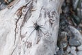 Black spider sitting on stones in the sun, Austria Royalty Free Stock Photo