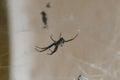 A black spider and spidernet Royalty Free Stock Photo