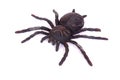 Black spider toy Royalty Free Stock Photo