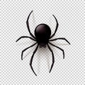 Black Spider with transparent shadow on a checkered background. Can be placed on any background.