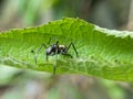 black spider on tree leaves Royalty Free Stock Photo