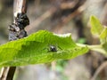 black spider on tree leaves Royalty Free Stock Photo