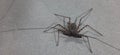 A black spider with very long antenna walking on grey plastering wall in a house