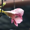 a black spider on a wet pink orchid flower Royalty Free Stock Photo