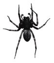 Black spider Royalty Free Stock Photo