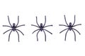 Black spiders