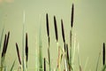 Black spikes of distant sedge Carex distans