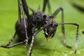 Black Spiky Ant close up