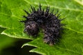 Black Spiky Caterpillar on Green Leaf
