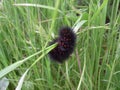 Black spiky caterpillar with red dots