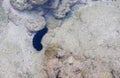 Black Spiky Sea Cucumber - Stichopus Chloronotus - among Corals under Sea Water - Marine Life - Andaman Nicobar Islands, India