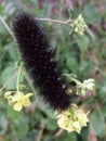 Black spiky tiger moth caterpillar with red dots on yellow wildflower