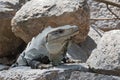 Black spiny iguana, black iguana or black ctenosaur in the ruins of the former mayan city uxmal, mexico Royalty Free Stock Photo