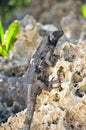 Black Spiny-tailed Iguana Royalty Free Stock Photo