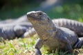 Black spiny tailed iguana Royalty Free Stock Photo