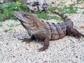 Black Spiny-Tailed Iguana Close-up, Mexico Royalty Free Stock Photo