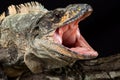 Black spiny-tailed iguana Ctenosaura similis Royalty Free Stock Photo