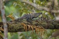 Black Spiny-tailed Iguana - Ctenosaura similis Royalty Free Stock Photo