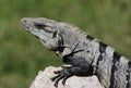 Black Spiny-tailed Iguana Face