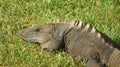 Black Spiny-tailed Iguana in the grass Royalty Free Stock Photo